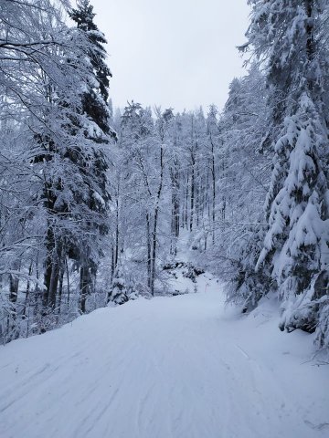 2020.02.05 - Mistrzostwa - narty i snowboard