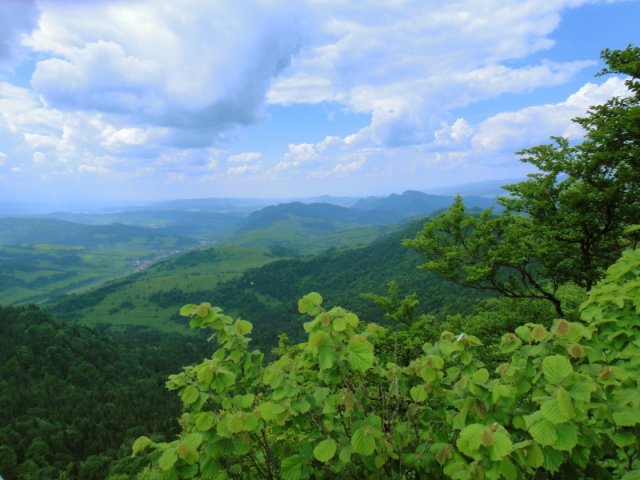 dsc02381a